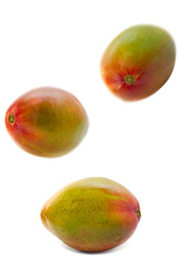 falling mango isolated