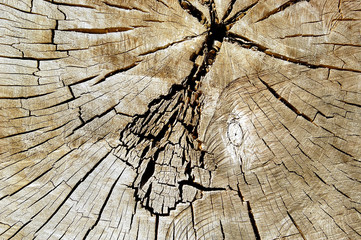 Holz