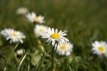 Summer Daisies in green grass close up