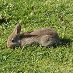 young rabbit eating