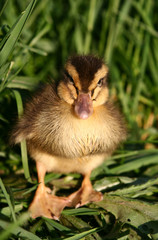 One small duck in a green grass