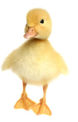Nice a small yellow duck 