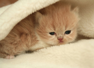 Sight of a small nice fluffy kitten