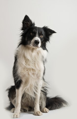 a cute bordercollie posing for the camera, isolated on white
