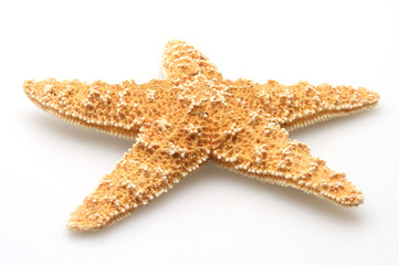 Natures Starfish