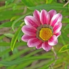 Obraz premium fleur-soleil rose