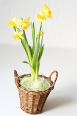 daffodi