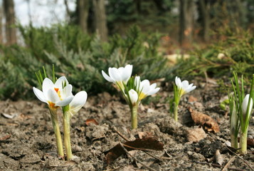 Snowdrops