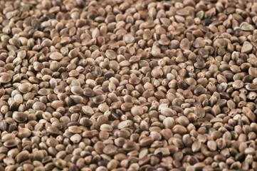 Hemp Seeds