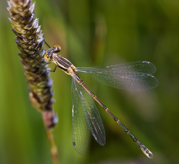Golden-brown damselfly resting on the grass