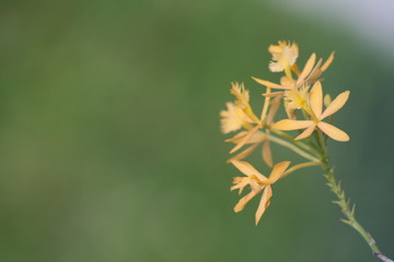 orchid