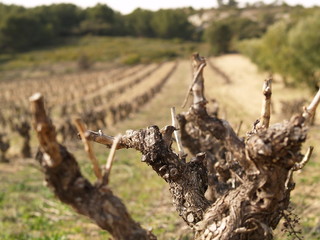 Fototapeta premium provence