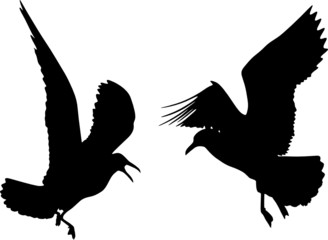 Some silhouettes of seagulls flying