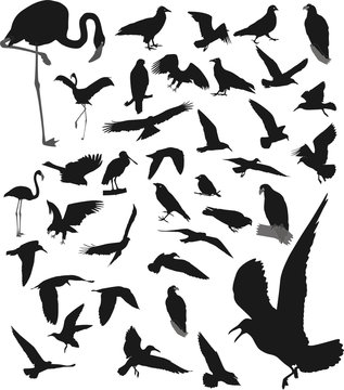 Lot of vector silhouettes of birds