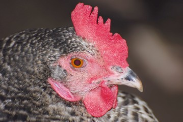 coq