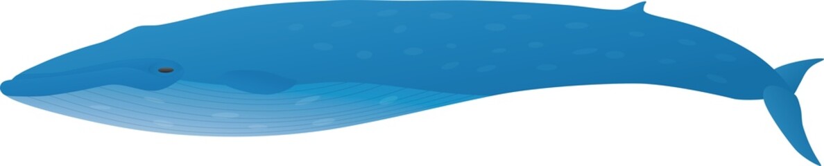 Obraz premium whale(www.fertig-unterricht.de)
