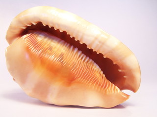 Shell