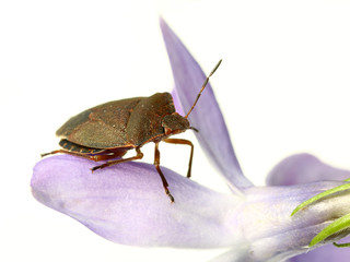 bed-bug on flower - 6902559