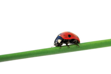 ladybug on leaf - 6903355