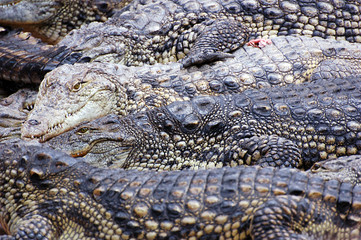 Crocodiles