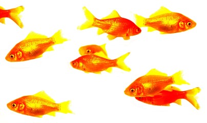 Fototapeta premium quelques poissons