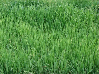 Fototapeta premium verdure