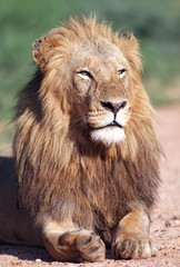 Fototapeta na wymiar Młody lew