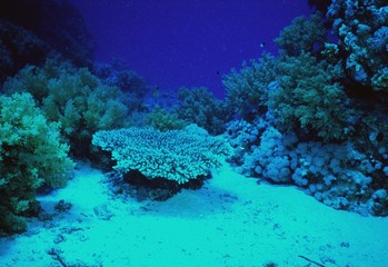 Naklejka na ściany i meble Underwater life of coral reef 63