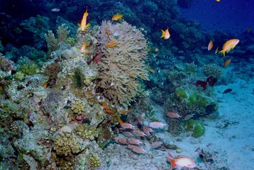Fototapeta na wymiar Underwater life of coral reef 70