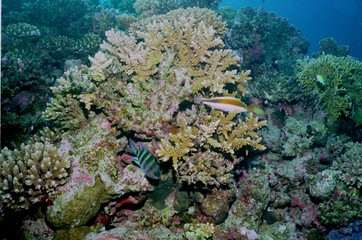 Naklejka na ściany i meble Underwater life of coral reef 71