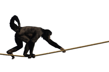 Climbing Monkey © Willy Mobilo