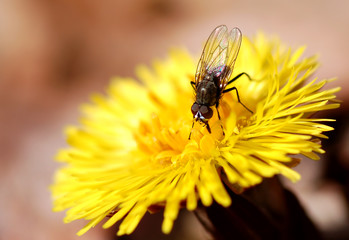 Tiny Fly