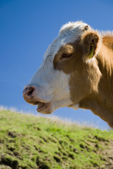 Fototapeta na wymiar krowa