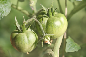 green tomatoes