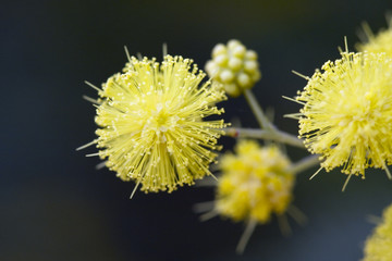 acacia