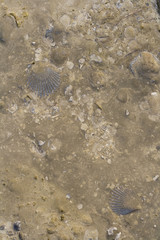 Rocks with embeded fossils in Whitby