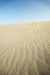 big dunes at maspalomas natural park in great canary spain