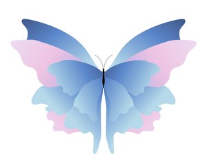 Pink blue butterfly