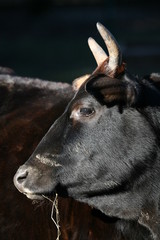 Zebu