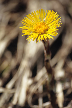 Tussilage