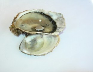 Huitre à pele de nacre 2