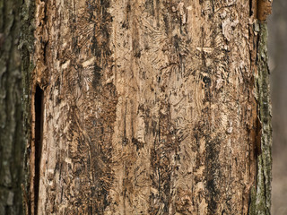 ill tree bark texture