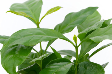Kaffeepflanze - coffee plant 01