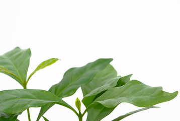 Kaffeepflanze - coffee plant 02