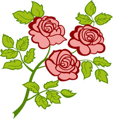  Branch with three pink roses on  white background.