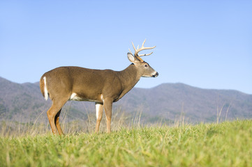 whitetail buck and blue sky