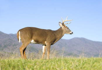 whitetail buck and blue sky