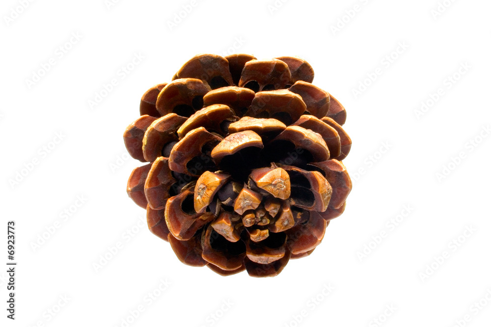 Canvas Prints cedar cone