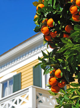 Orange Tree By House