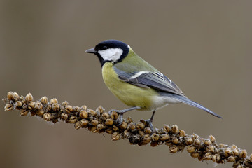 Parus major